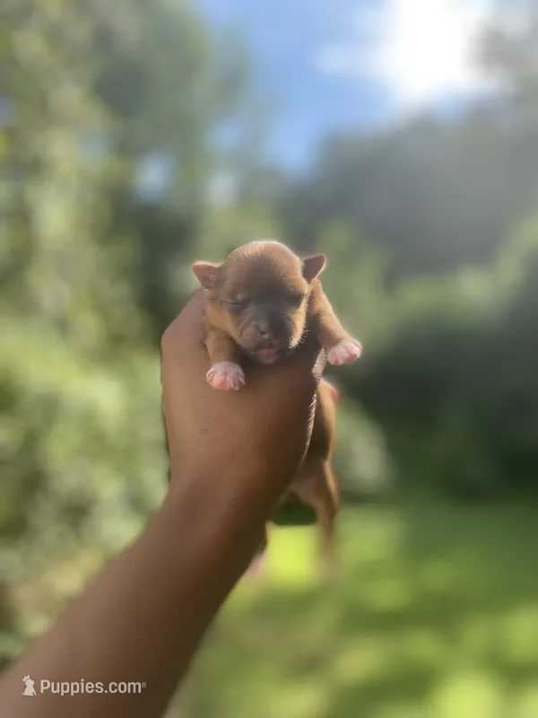 Blossom – Yorkshire Terrier puppy for sale in Atlanta, GA