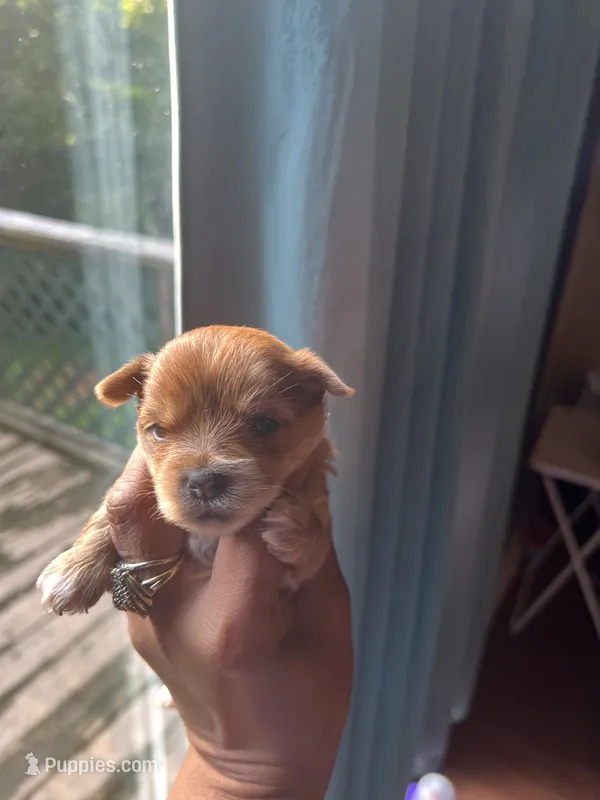 Bryson  – Yorkshire Terrier puppy for sale in Atlanta, GA