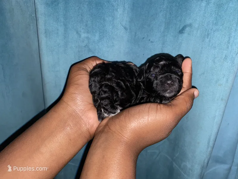 Comet – Yorkipoo puppy for sale in Atlanta, GA