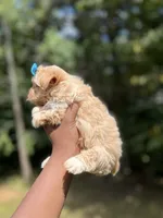 Hollywood , a male Yorkshire Terrier for sale in Atlanta, GA – 2 of 5