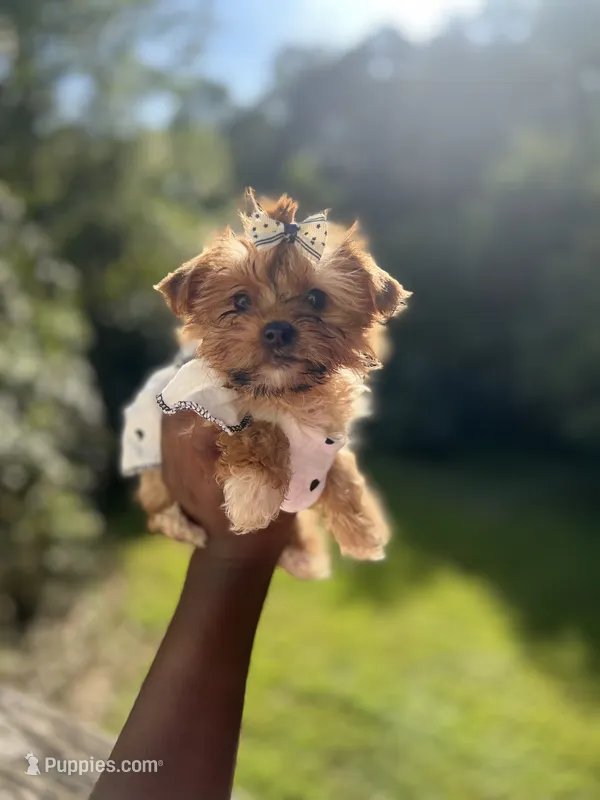 Blossom – Yorkshire Terrier puppy for sale in Atlanta, GA