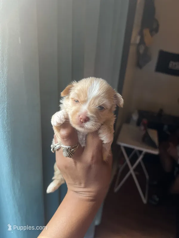 Hollywood  – Yorkshire Terrier puppy for sale in Atlanta, GA