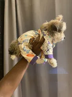 Sir, a male Yorkipoo for sale in Atlanta, GA – 2 of 5
