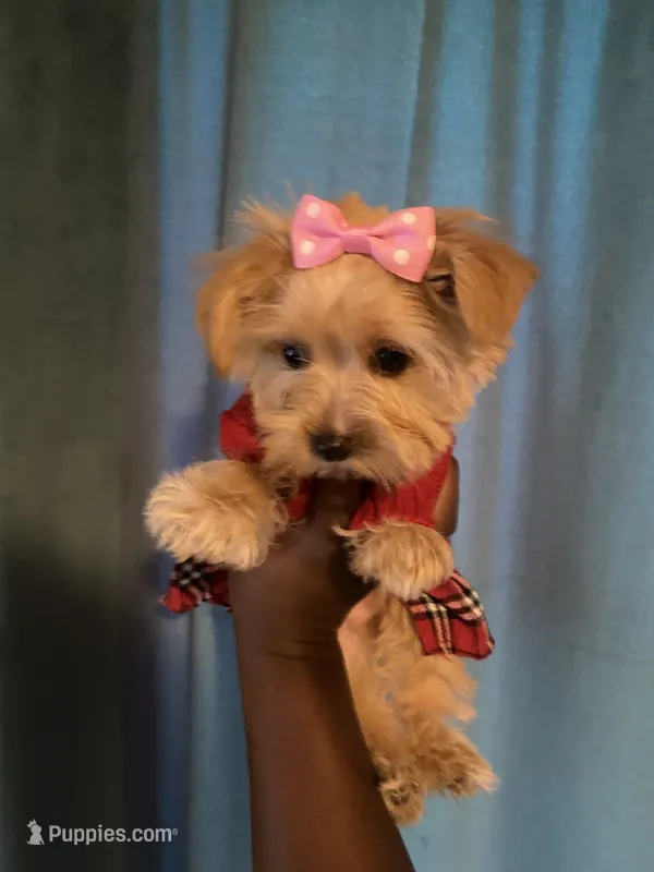 Lilly – Yorkshire Terrier puppy for sale in Atlanta, GA