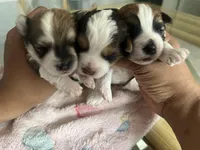Sir, a male Yorkipoo for sale in Atlanta, GA – 2 of 2