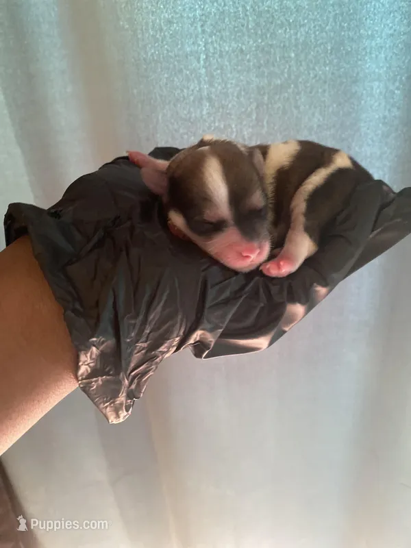 Sir – Yorkipoo puppy for sale in Atlanta, GA