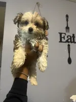 Sir, a male Yorkipoo for sale in Atlanta, GA – 5 of 5