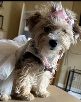 Blossom, a female Yorkshire Terrier for sale in Atlanta, GA – 3 of 5