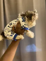 Lance, a male Yorkipoo for sale in Atlanta, GA – 3 of 4