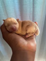 Lilly, a female Yorkshire Terrier for sale in Atlanta, GA – Photo 2 of 2