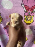 Lilly, a female Yorkshire Terrier for sale in Atlanta, GA – 3 of 4
