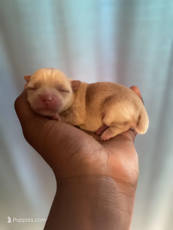 Lilly – Yorkshire Terrier puppy for sale in Atlanta, GA