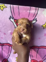 Scarlet, a female Yorkshire Terrier for sale in Atlanta, GA – 2 of 5