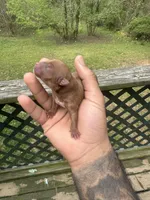 Scarlet, a female Yorkshire Terrier for sale in Atlanta, GA – Photo 2 of 3