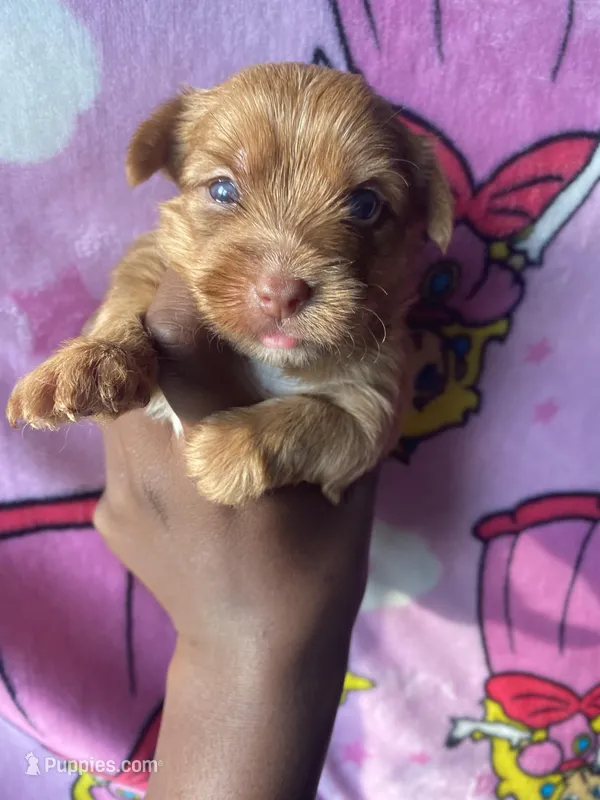 Scarlet – Yorkshire Terrier puppy for sale in Atlanta, GA