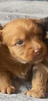 Scarlet, a female Yorkshire Terrier for sale in Atlanta, GA – 3 of 5