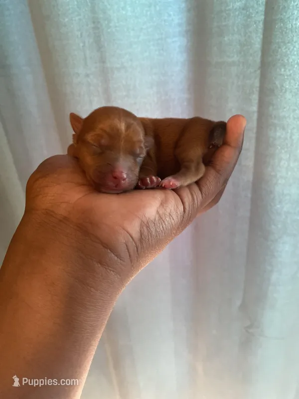 Scarlet – Yorkshire Terrier puppy for sale in Atlanta, GA