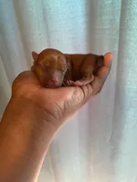 Scarlet, a female Yorkshire Terrier for sale in Atlanta, GA – 5 of 5