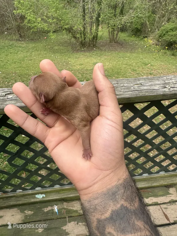 Scarlet – Yorkshire Terrier puppy for sale in Atlanta, GA