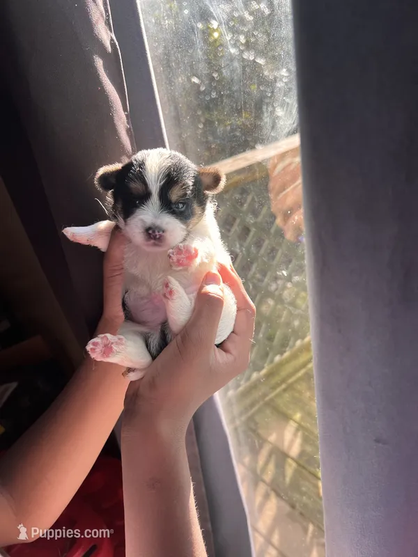 Aspen – Yorkipoo puppy for sale in Atlanta, GA