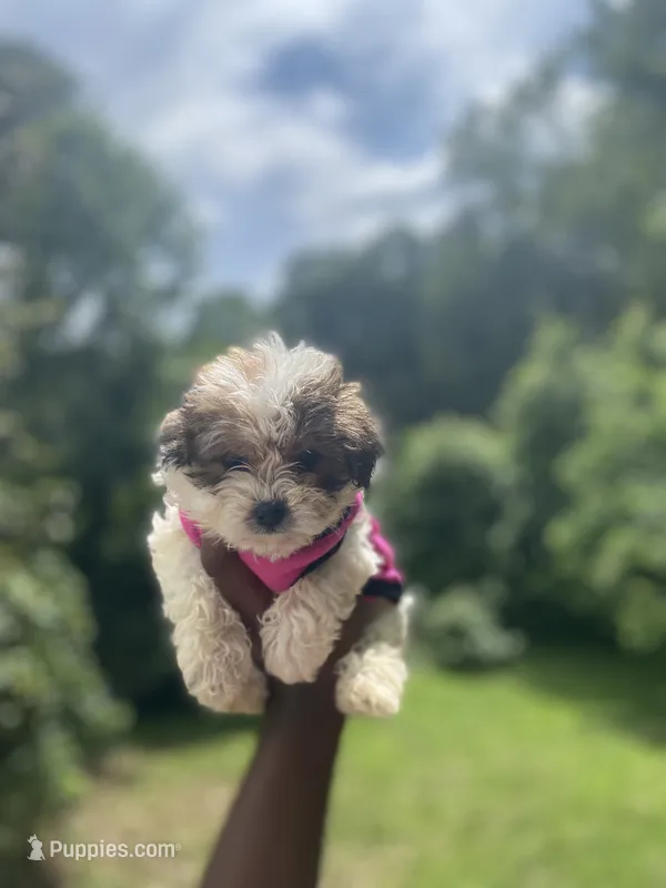 Regina – Yorkipoo puppy for sale in Atlanta, GA