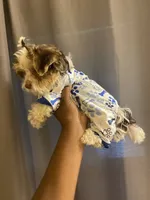 Lance, a male Yorkipoo for sale in Atlanta, GA – 2 of 4