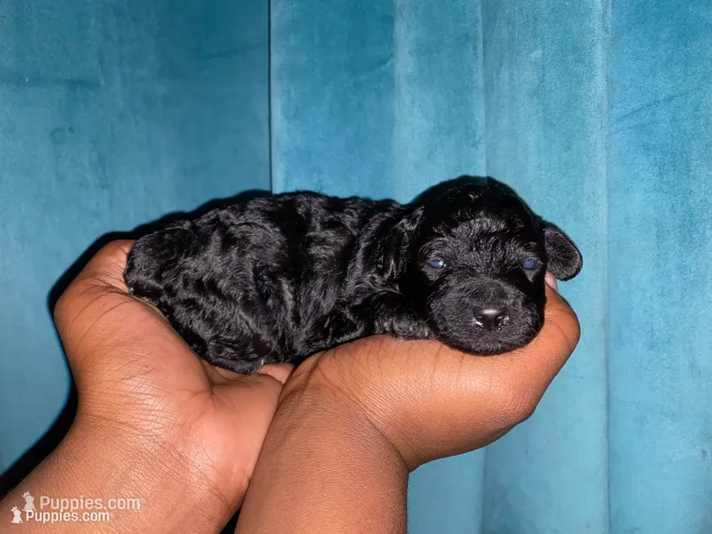 Shadow – Yorkipoo puppy for sale in Atlanta, GA