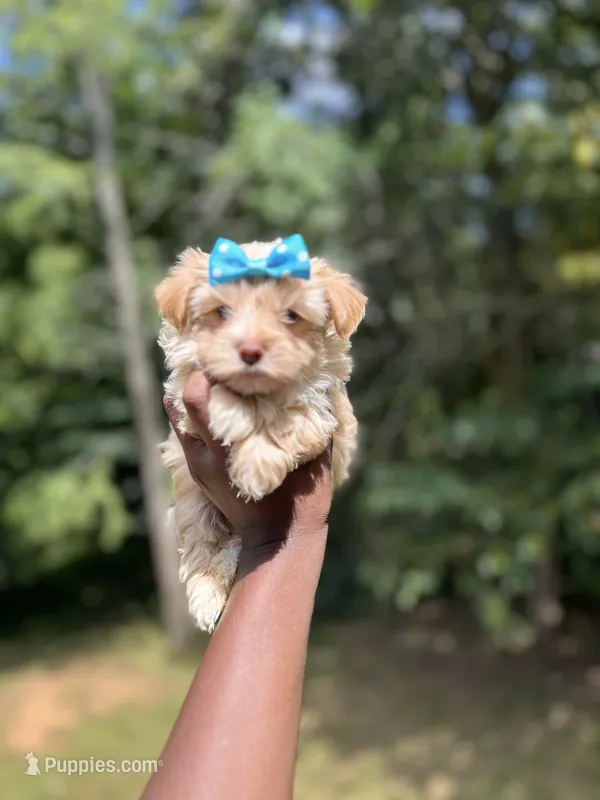 Hollywood  – Yorkshire Terrier puppy for sale in Atlanta, GA