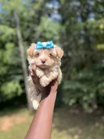 Hollywood , a male Yorkshire Terrier for sale in Atlanta, GA – 1 of 5