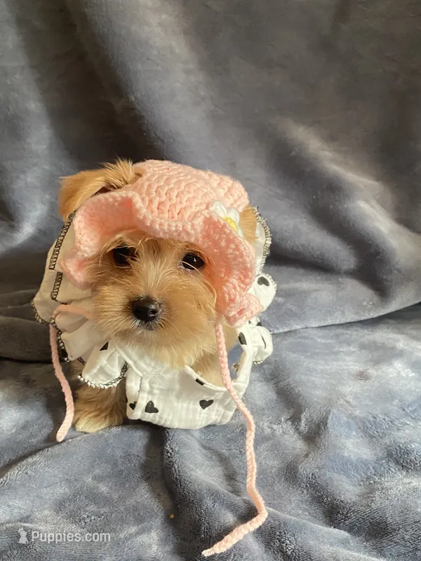 Lilly – Yorkshire Terrier puppy for sale in Atlanta, GA