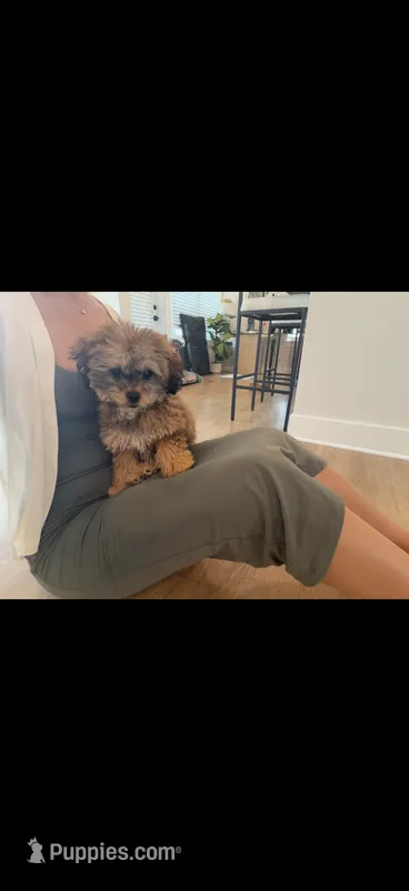 Romie – Poodle - Toy  puppy for sale in Charlotte, NC