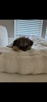 Romie, a male Poodle - Toy  for sale in Charlotte, NC – 3 of 6