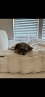 Romie, a male Poodle - Toy  for sale in Charlotte, NC – 4 of 6