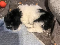 White/black, a male Havanese and Shih Tzu for sale in Twin Falls, ID – 3 of 3