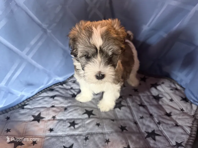 Brown girl – Havanese puppy for sale in Twin Falls, ID