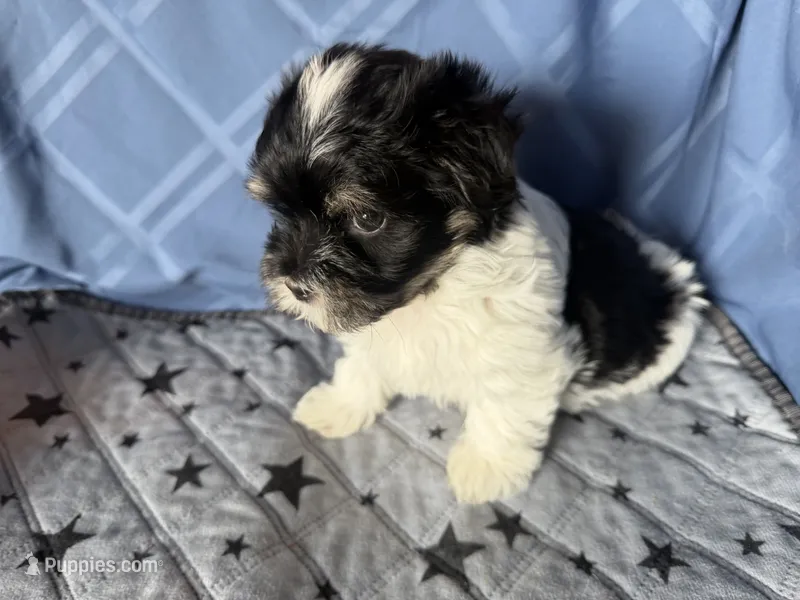 Little Girl – Havanese puppy for sale in Twin Falls, ID