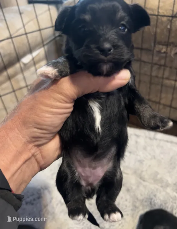 Black – Havanese, Shih Tzu puppy for sale in Twin Falls, ID