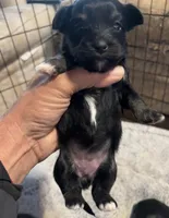 Black, a female Havanese and Shih Tzu for sale in Twin Falls, ID – 1 of 1