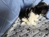Boy, a male Havanese for sale in Twin Falls, ID – 7 of 7