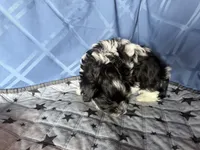 Boy, a male Havanese for sale in Twin Falls, ID – 6 of 7