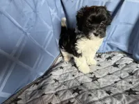 Medium Girl, a female Havanese for sale in Twin Falls, ID – 3 of 5