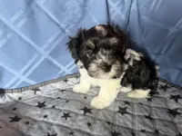 Boy, a male Havanese for sale in Twin Falls, ID – 4 of 7