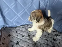 Brown girl, a female Havanese for sale in Twin Falls, ID – 2 of 4