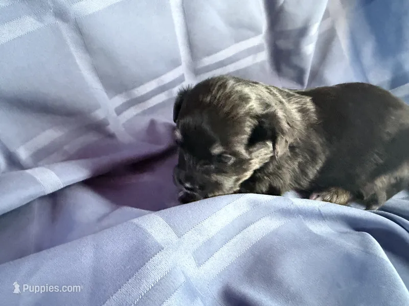 Little guy, a male Havanese and Shih Tzu for sale in Twin Falls, ID – 1 of 4