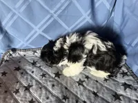 Boy, a male Havanese for sale in Twin Falls, ID – 3 of 7