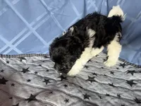 Medium Girl, a female Havanese for sale in Twin Falls, ID – 5 of 5