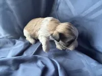 Brown Boy, a male Havanese and Shih Tzu for sale in Twin Falls, ID – 2 of 4