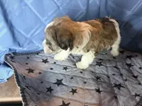 Brown girl, a female Havanese for sale in Twin Falls, ID – 4 of 4