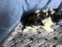 Boy, a male Havanese for sale in Twin Falls, ID – 2 of 7