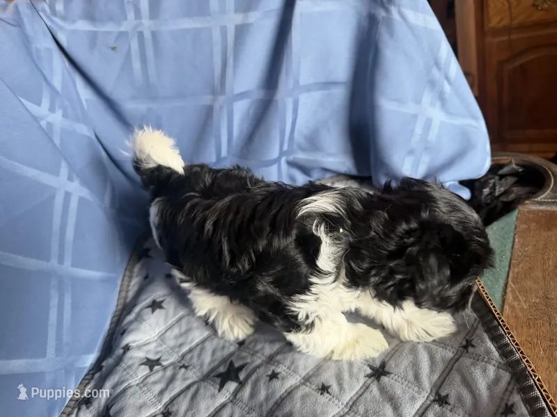 Medium Girl – Havanese puppy for sale in Twin Falls, ID